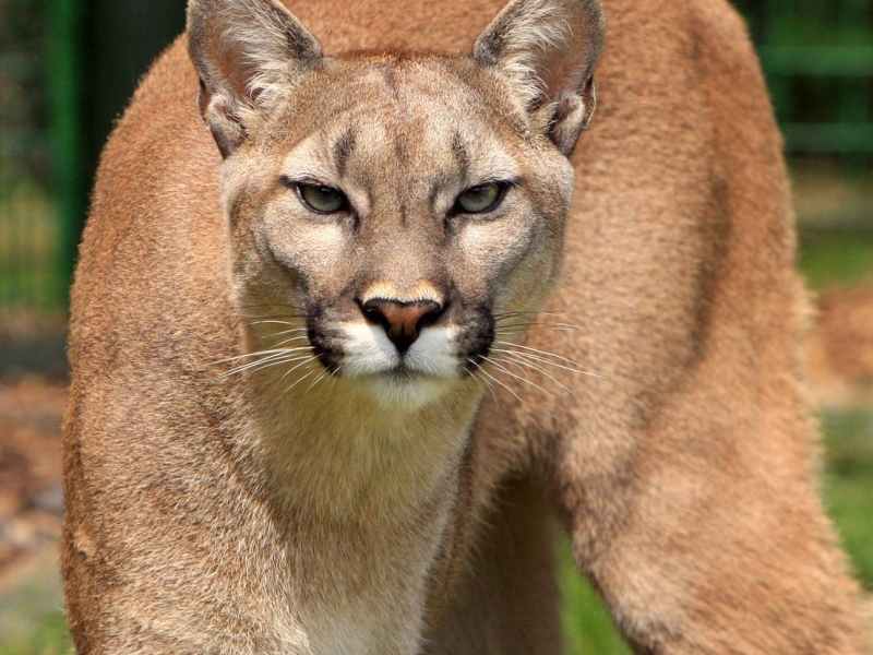MENOPAUSE “COUGARS” – FACT OR FICTION?